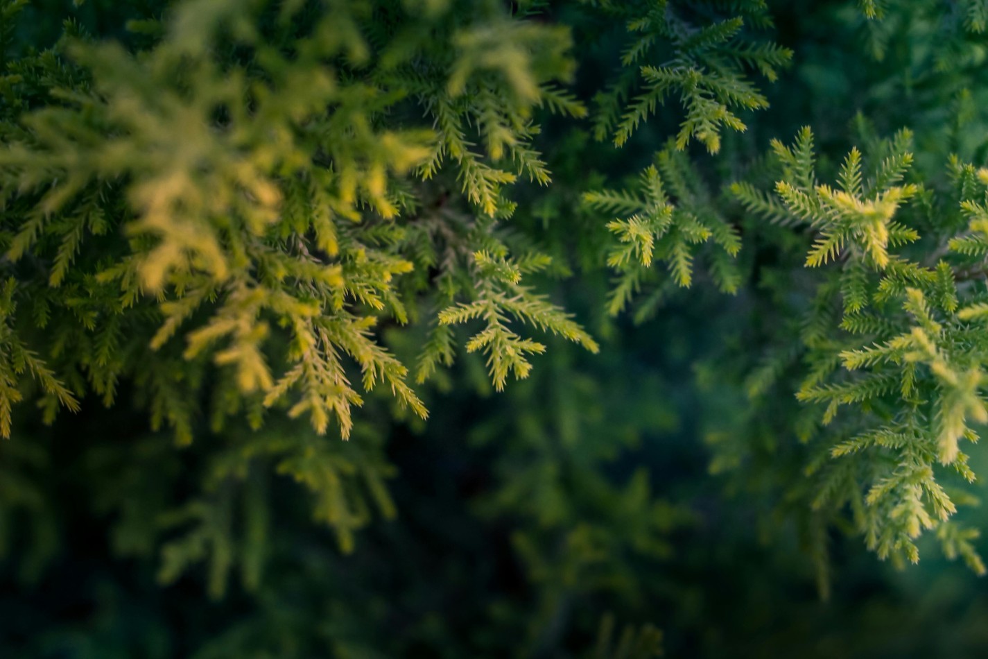 Background 1